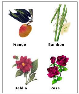 angiosperms plants list